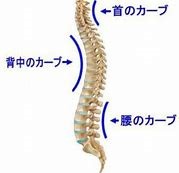 腰椎と骨盤の関係02