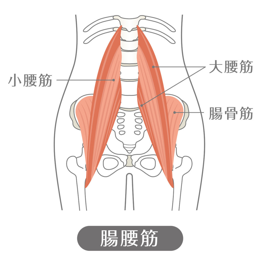 リュックサックによる腰痛のポイントは腸腰筋