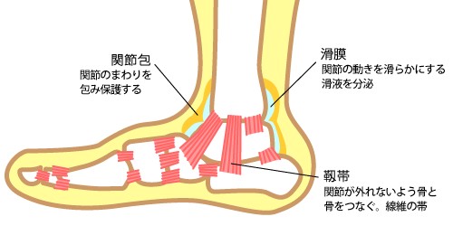 なぜ足滑液包炎が起こるのでしょうか?