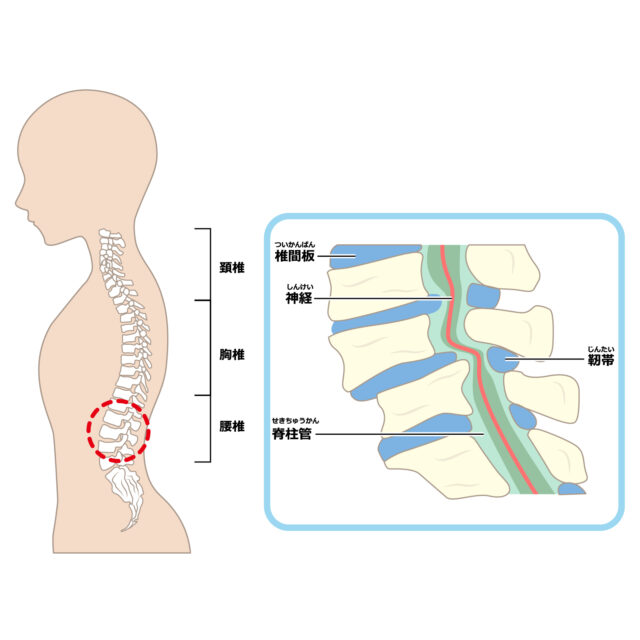 脊柱管についての説明