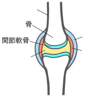 関節軟骨の説明